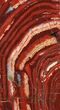 Polished Snakeskin Jasper Section ( lbs) - Western Australia #95209-1